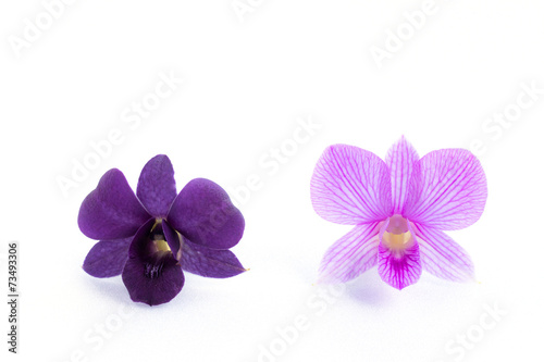 purple streaked orchid flower, isolated