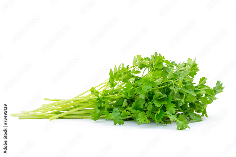 fresh parsley fresh parsley