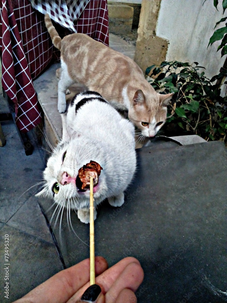 Cat eating meat for lunch Stock Photo Adobe Stock