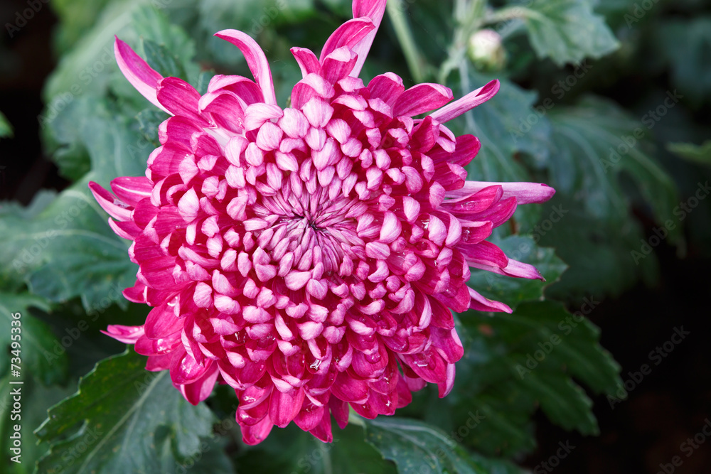 Beautiful Chrysanthemums bloom in the autumn. Beautiful Chrysanthemums bloom in the autumn.