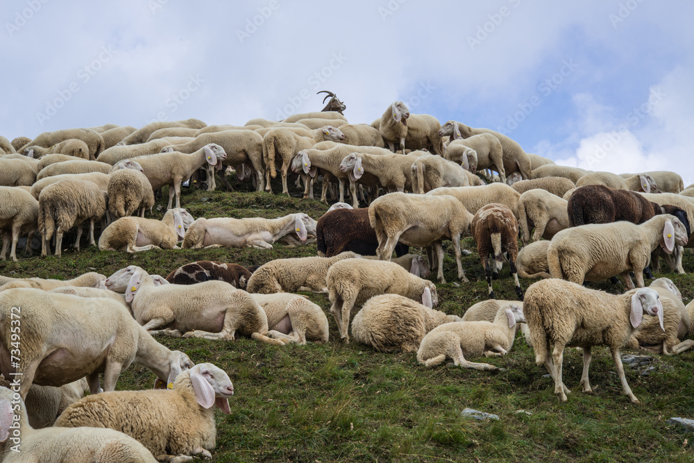 Fototapeta premium grup of sheeps in the mountain