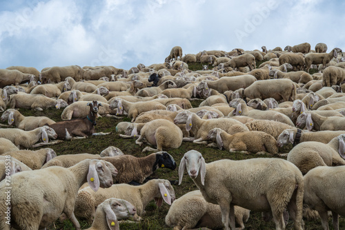 grup of sheeps in the mountain