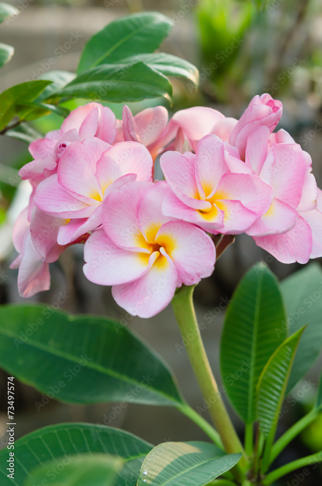 pink flowers pink flowers