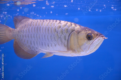 Asian arowana