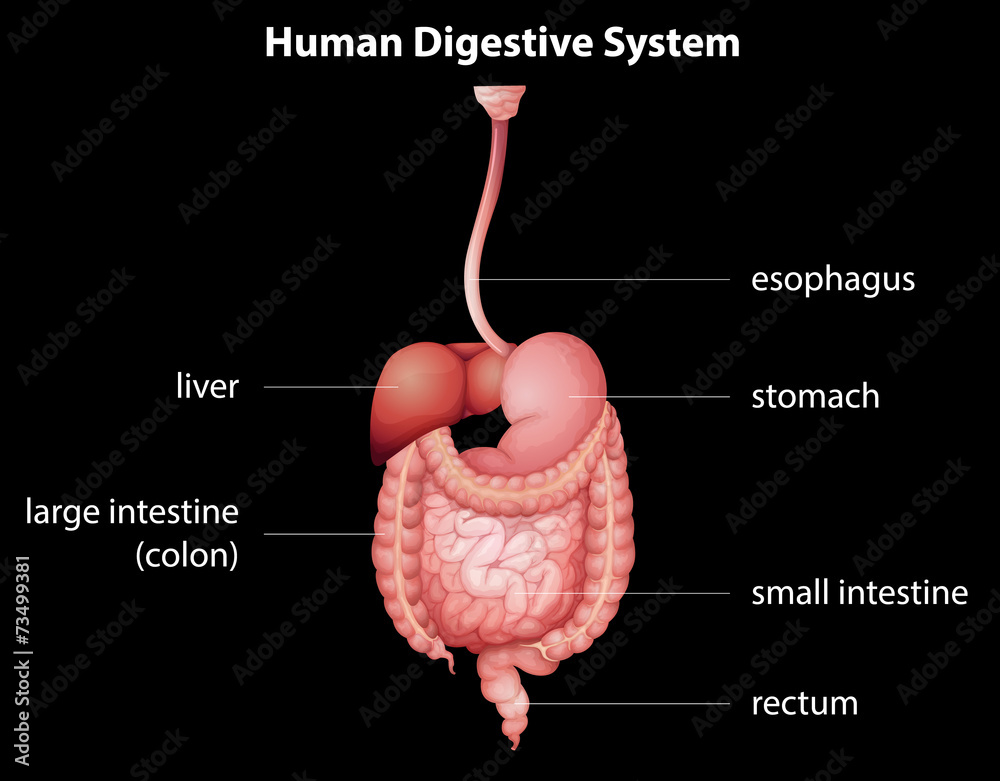 Fototapeta premium Human digestive system