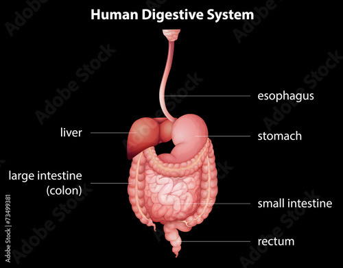 Human digestive system