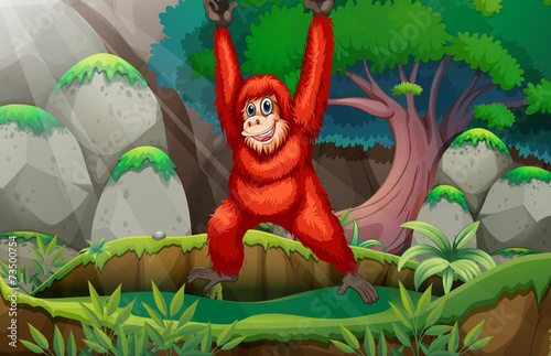 Orangutan in forest