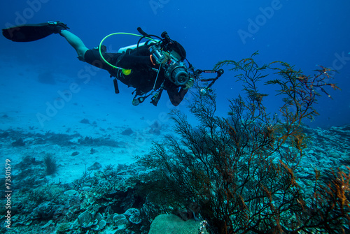 Diver, sea fan Rumphella sp. in Derawan, Kalimantan underwater