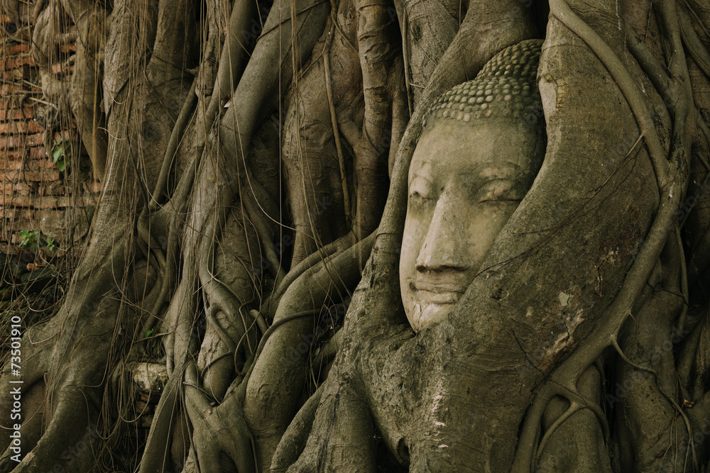 Tree of buddha and buddha head Tree of buddha and buddha head