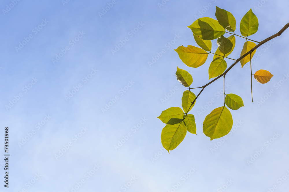 Obraz premium Tree leaves isolated on white background