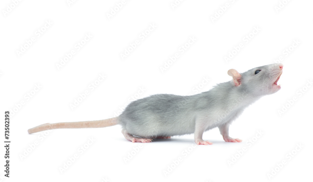 rat