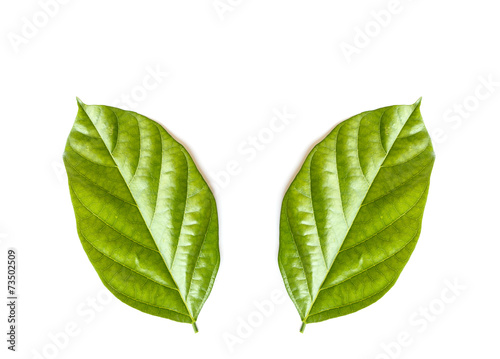 Tree leaves isolated on white background