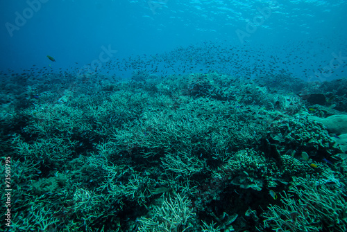 Field of hard coral reefs in Derawan, Kalimantan underwater