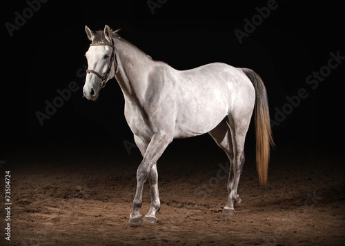 Fotografie Horse. Trakehner gray color on dark background with sand