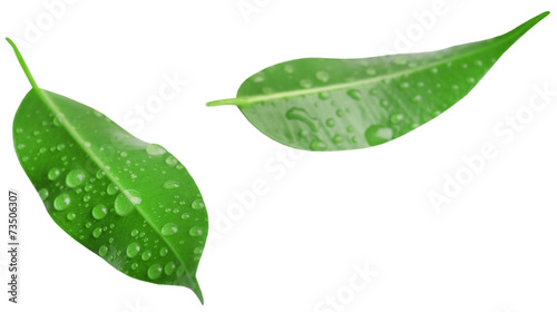 Green leafs isolated on white
