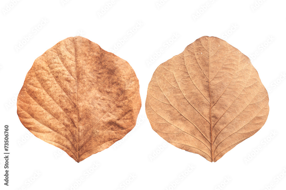 Tree leaf isolated on white on white background