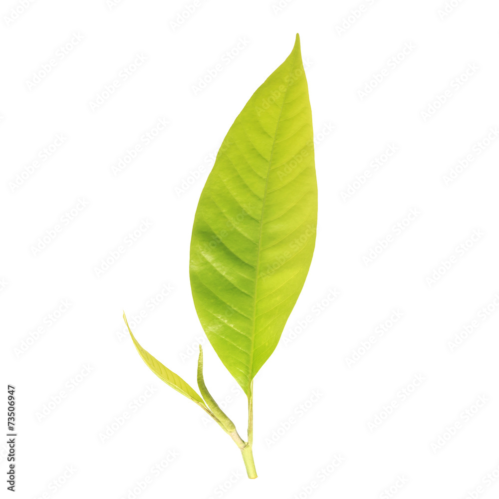 Obraz premium Young tree leaf isolated on white on white background