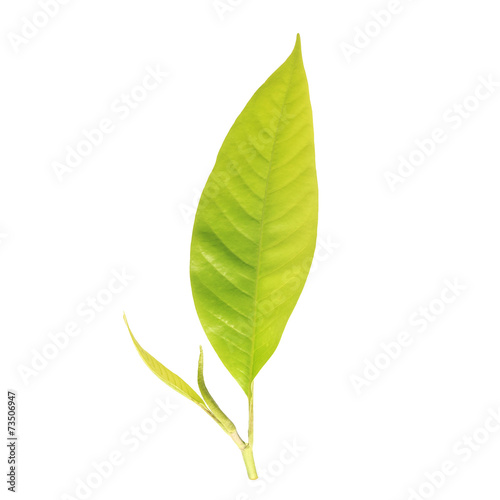 Young tree leaf isolated on white on white background