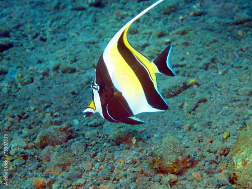 Coral fish, Island Bali, Tulamben photo