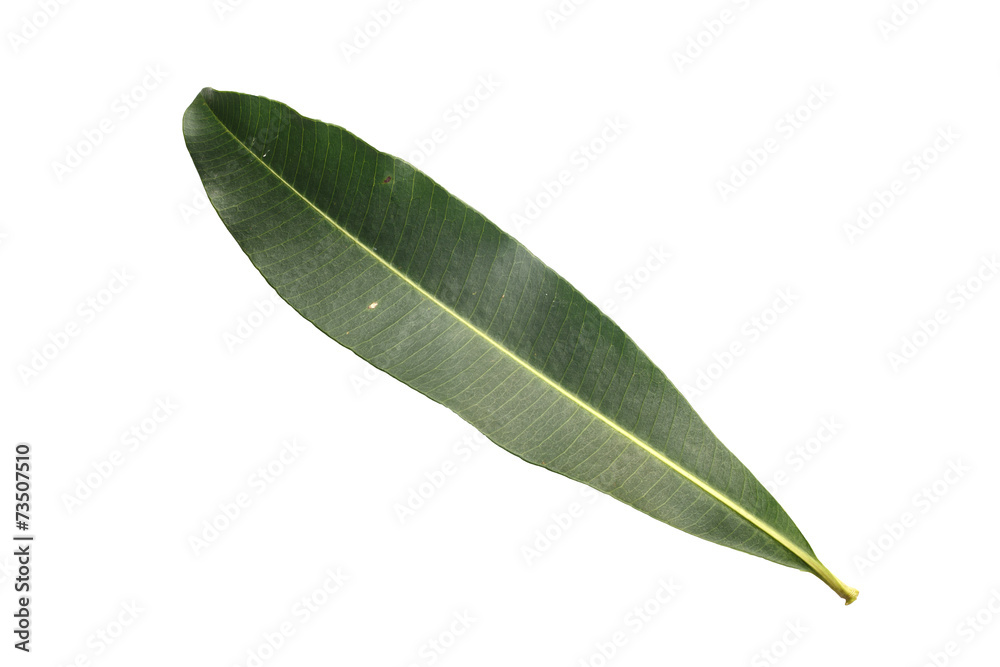 Fototapeta premium Tree leaf isolated on white on white background