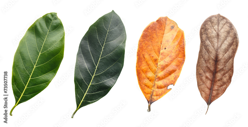 Obraz premium Leaf isolated on white background
