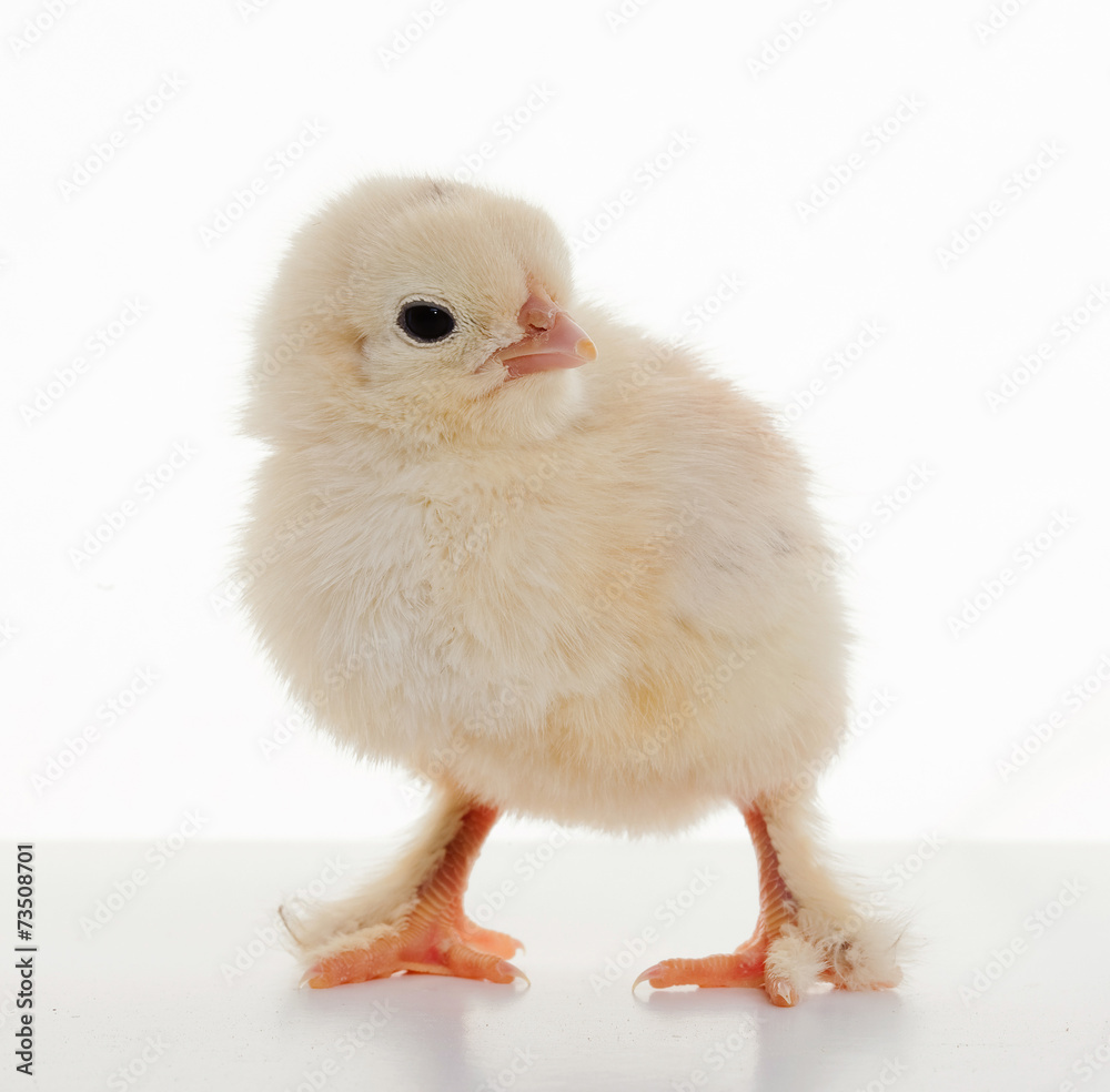 Obraz premium Small fluffy chickens