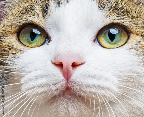 a green cat eyes close up