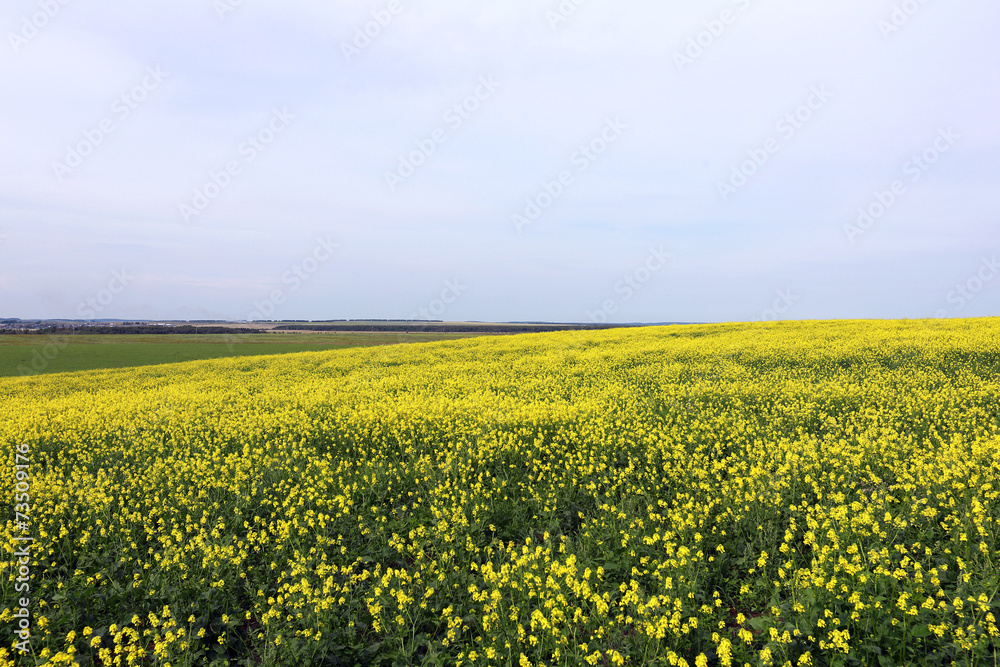 rapeseed field rapeseed field