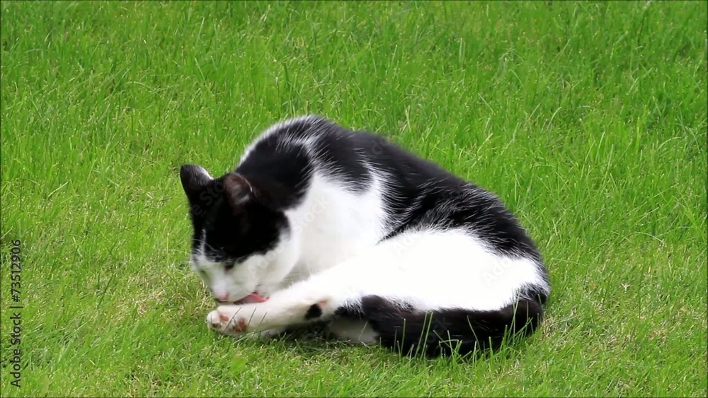 Katze schwarzweiß liegt auf Wiese und putzt sich Katze schwarzweiß liegt auf Wiese und putzt sich