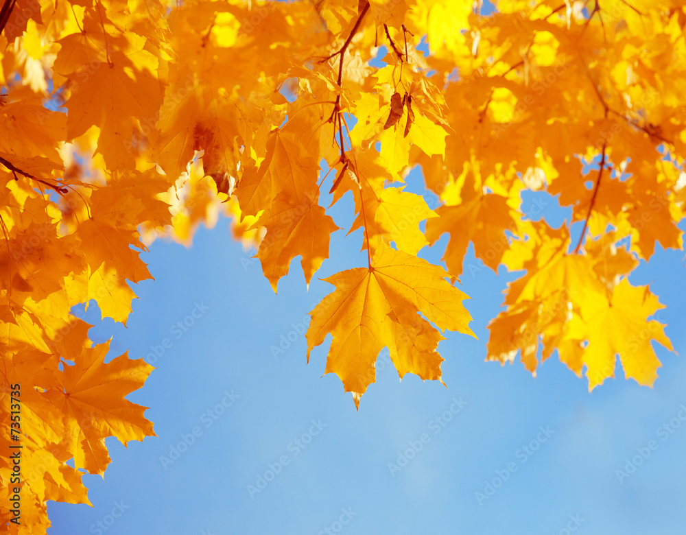 Fall, autumn, leaves background. A tree branch with autumn leave Fall, autumn, leaves background. A tree branch with autumn leave