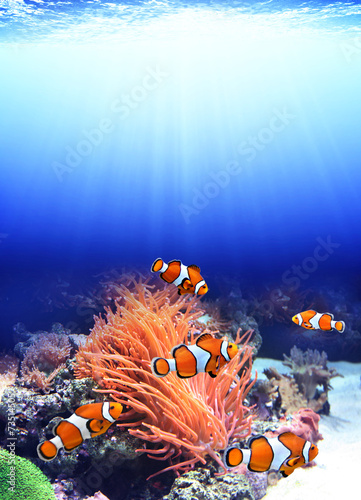 Sea anemone and clown fish #73514505