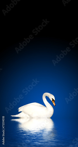 Fototapeta Naklejka Na Ścianę i Meble -  Mute swan