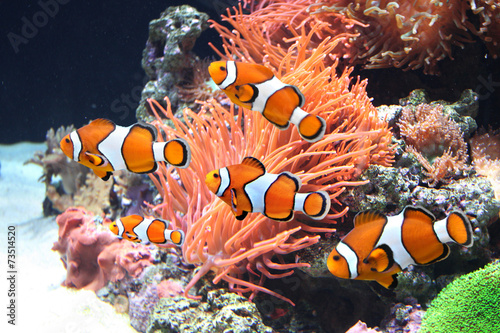 Sea anemone and clown fish photo