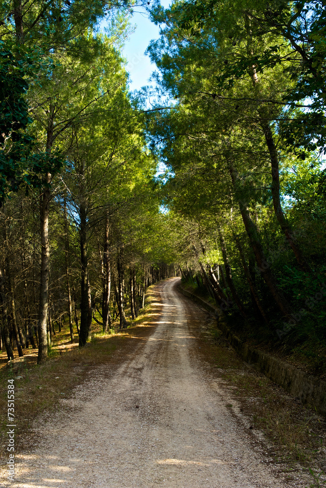 Fototapeta premium viale