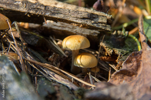 Closeup of wild mushrooms