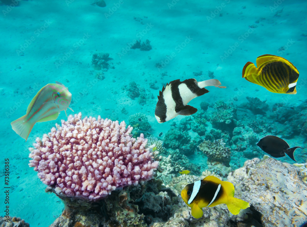 Fototapeta Ryby koralowe