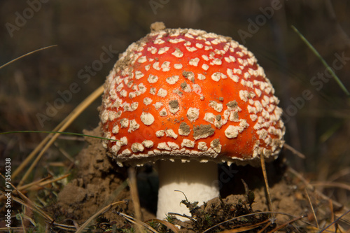 Fly agaric mushroom closeup