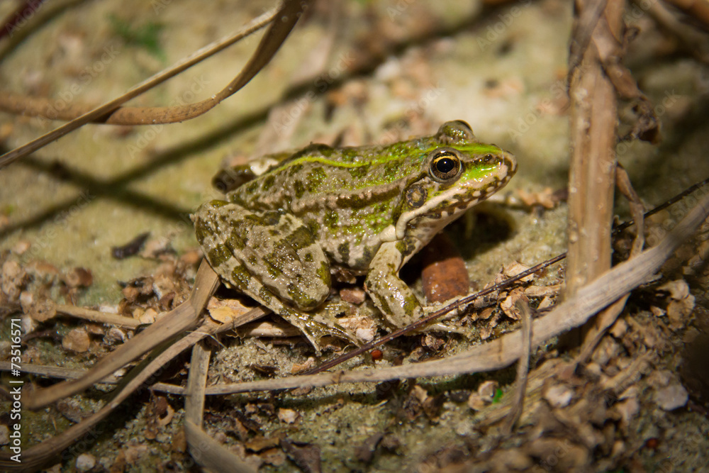 Green Frog Lithobates (Rana) clamitans melanota. Green Frog Lithobates (Rana) clamitans melanota.