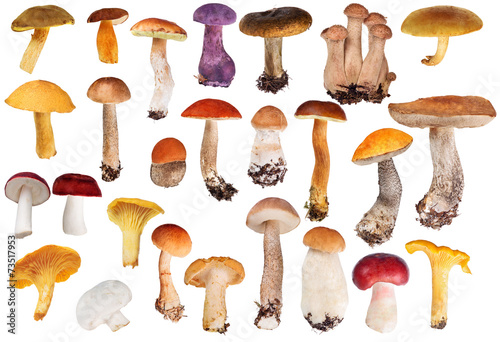 set of twenty six edible mushrooms isolated on white photo