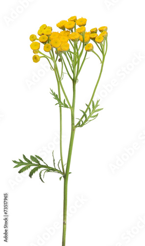 yellow tansy flowers isolated on white