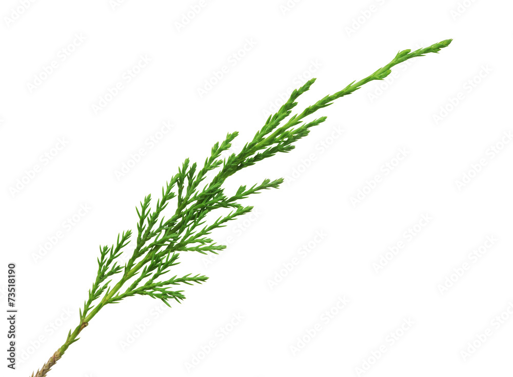 green thuya branch on white green thuya branch on white