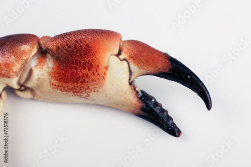 Crab claw on a plate