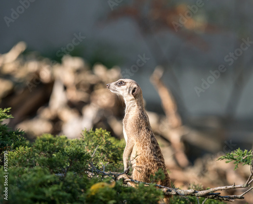 Slender tailed Meerkats