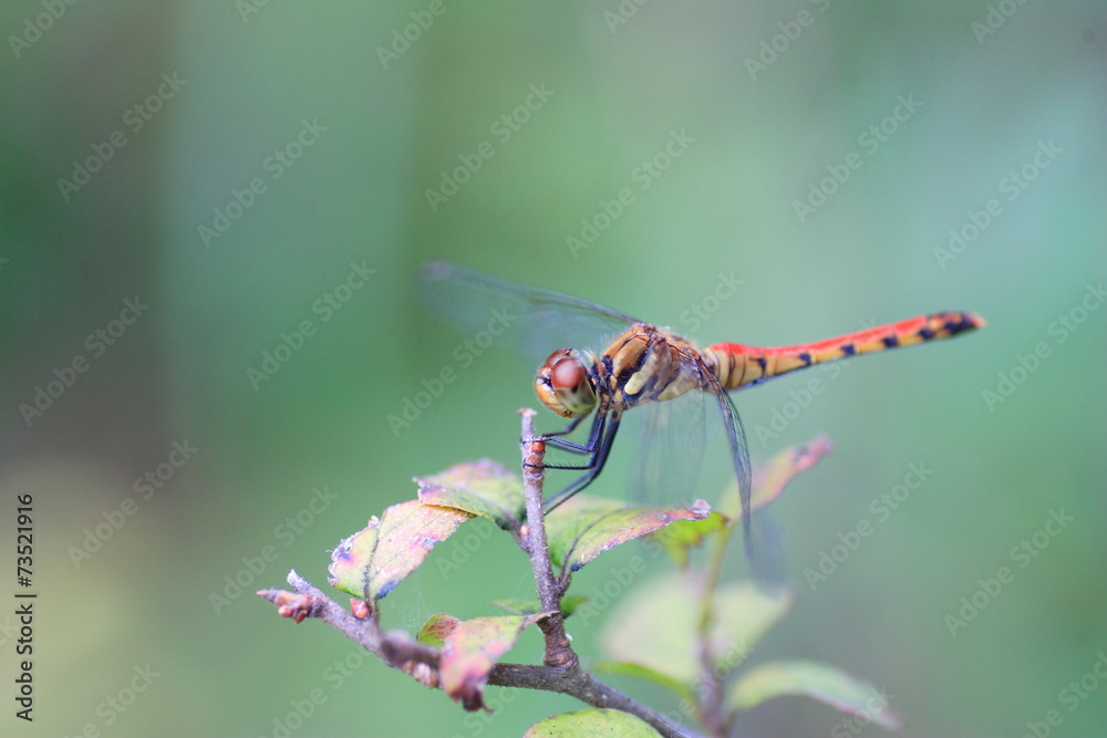Japanese Autumn darter (Sympetrum frequens) in Japan Japanese Autumn darter (Sympetrum frequens) in Japan