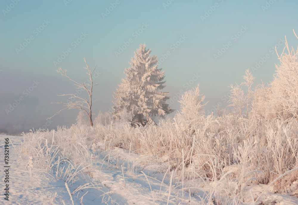 winter landscape