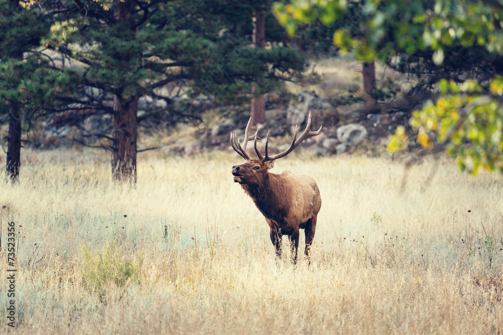 Fototapeta premium Deer