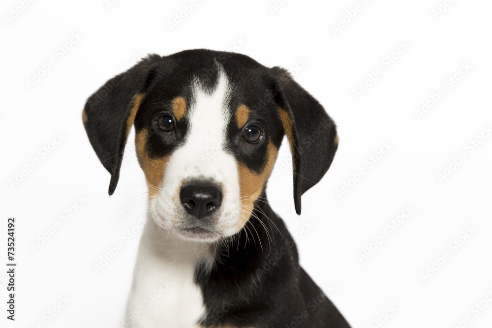 Porträt eines Appenzeller Sennenhund Welpens Porträt eines Appenzeller Sennenhund Welpens