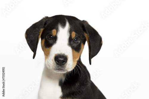 Porträt eines Appenzeller Sennenhund Welpens