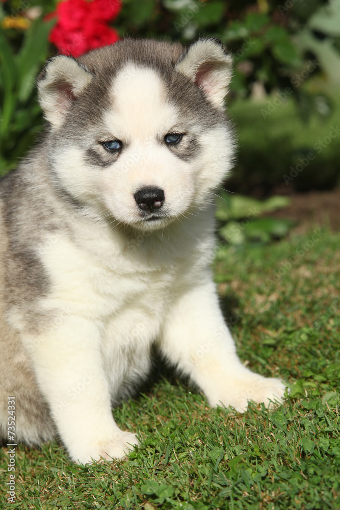 Beautiful puppy of siberian husky in the garden