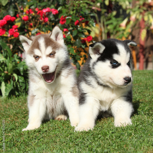 Two gorgeous puppies sitting in front of red roses